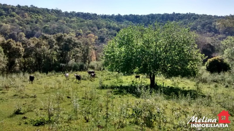 Se Vende Finca con Arroyo en Picada Yapuyú - Misiones